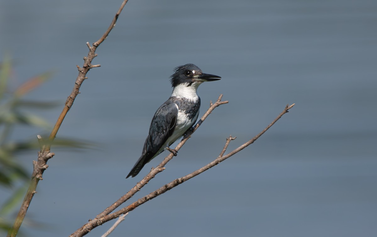 Belted Kingfisher - ML638794368