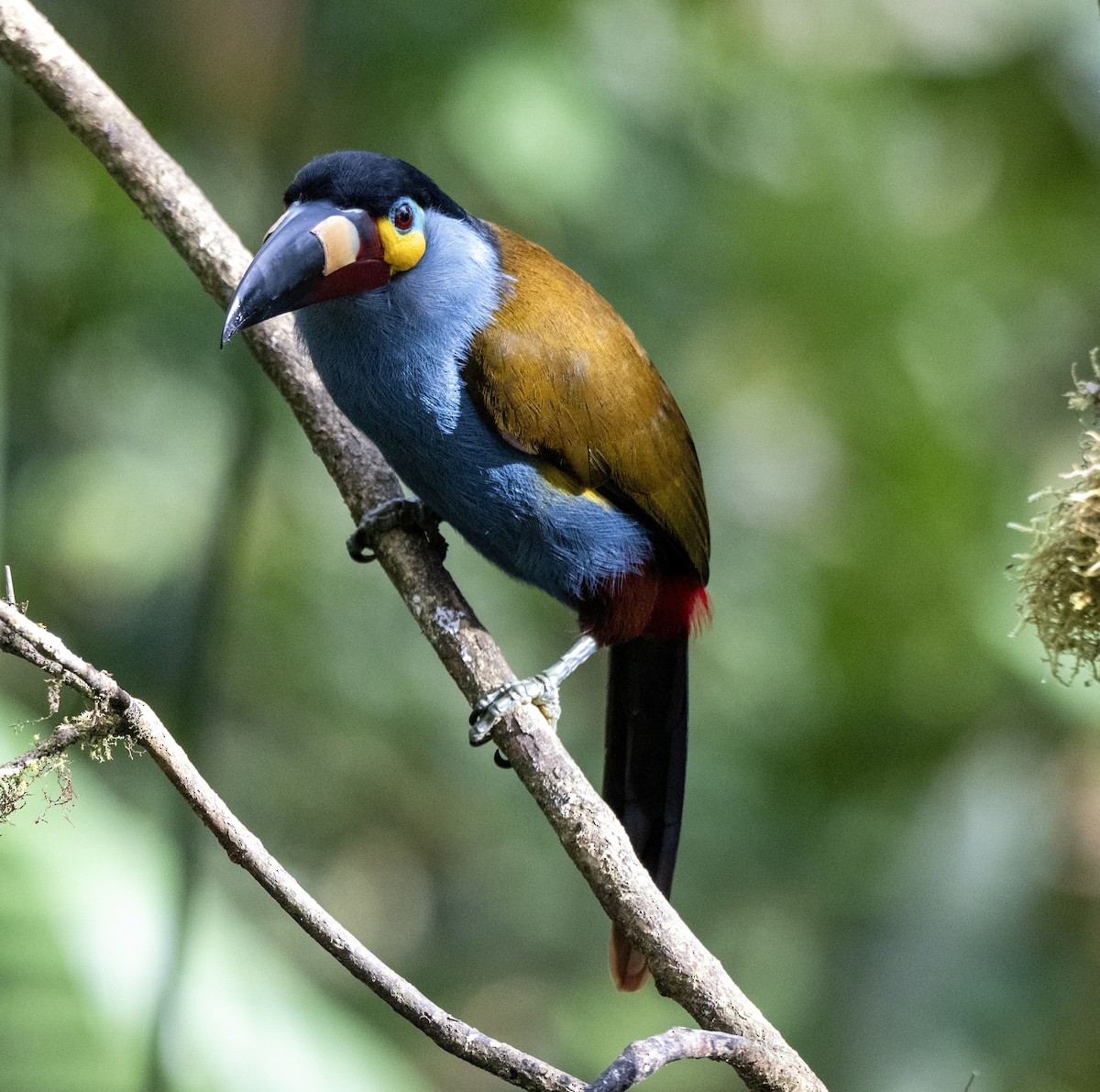 Plate-billed Mountain-Toucan - ML638794375