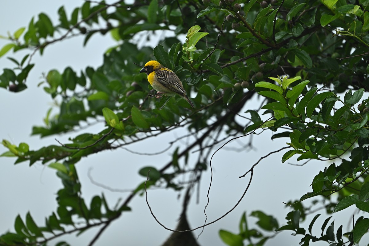 Baya Weaver - ML638794377