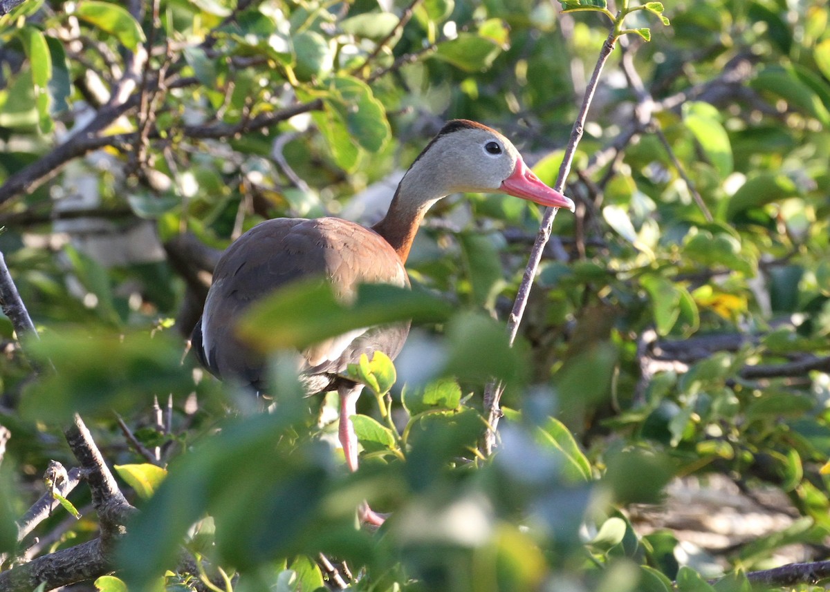Black-bellied Whistling-Duck - ML638794379