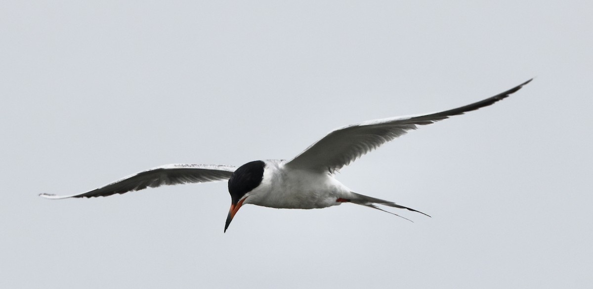 Forster's Tern - ML638794382