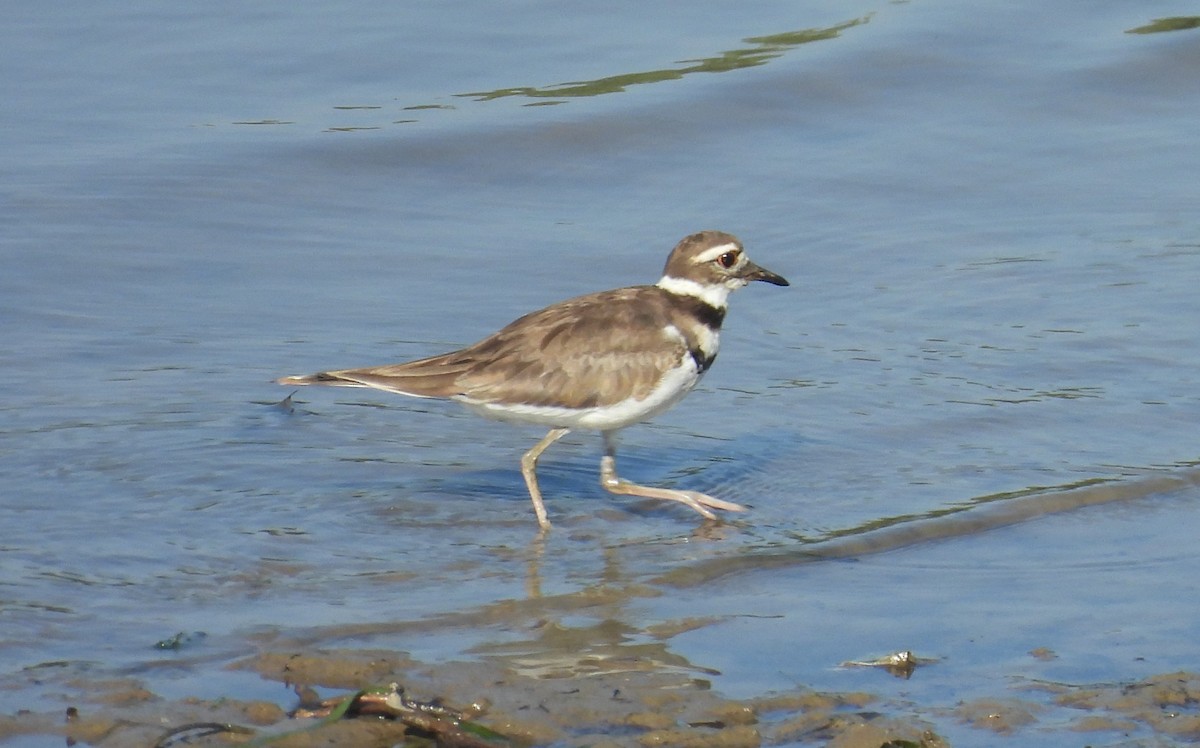 Killdeer - ML638794383