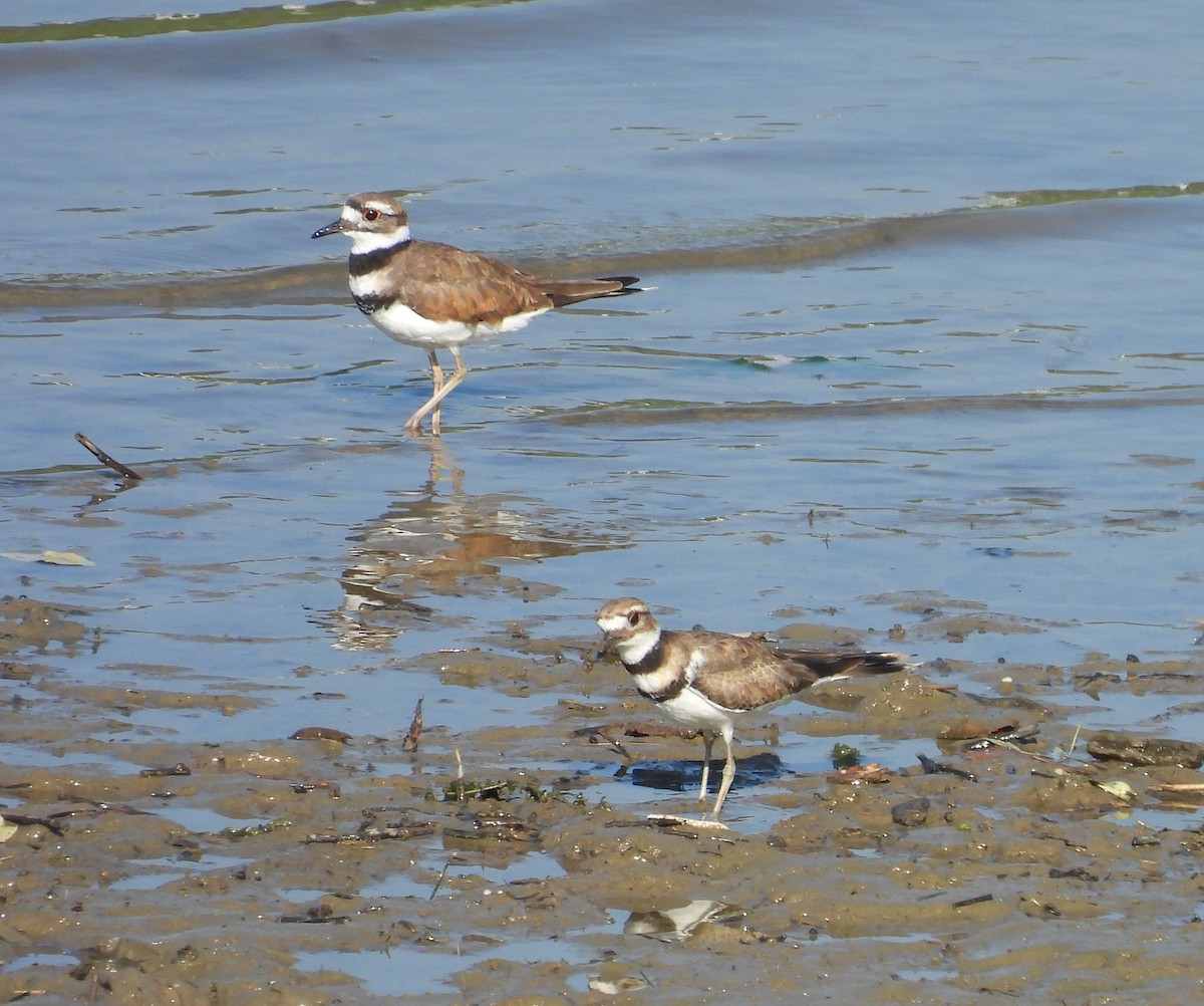 Killdeer - ML638794388