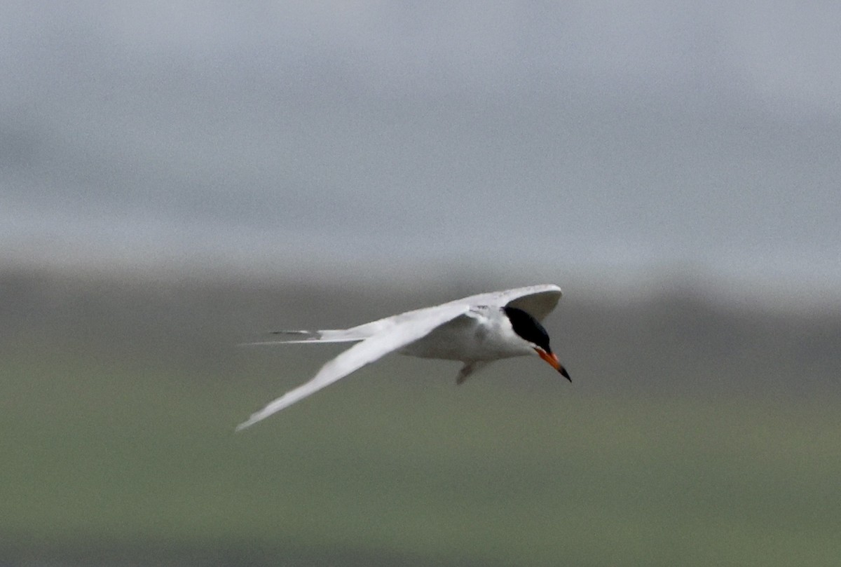 Forster's Tern - ML638794390