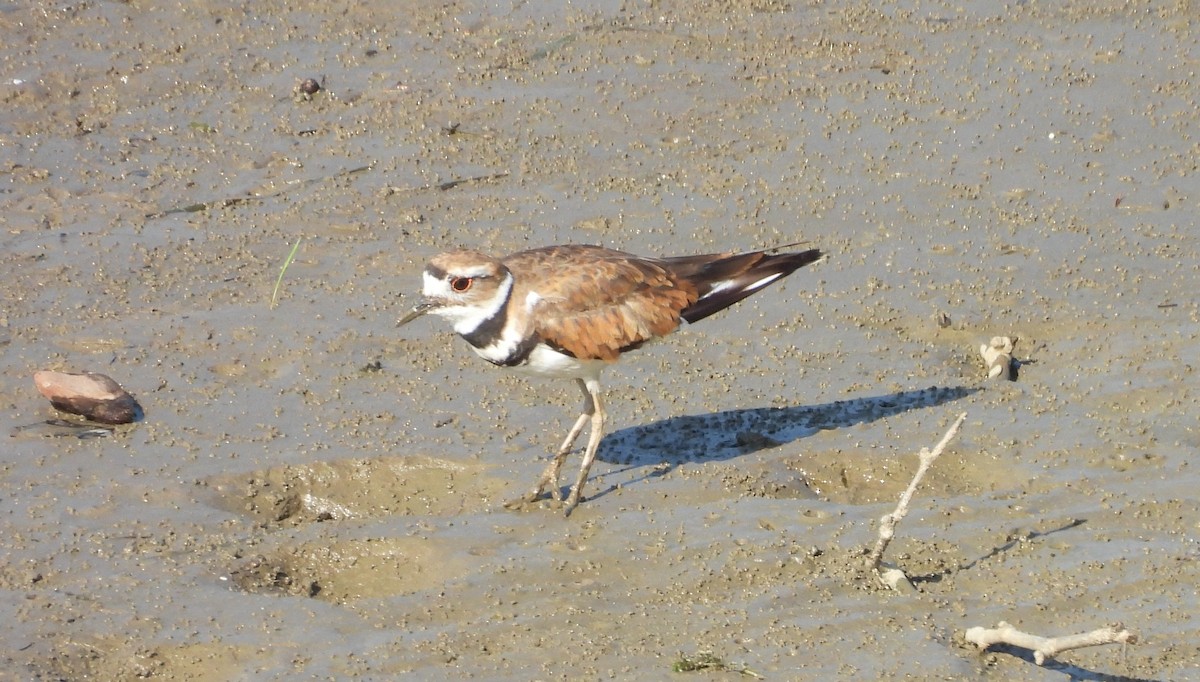 Killdeer - ML638794391