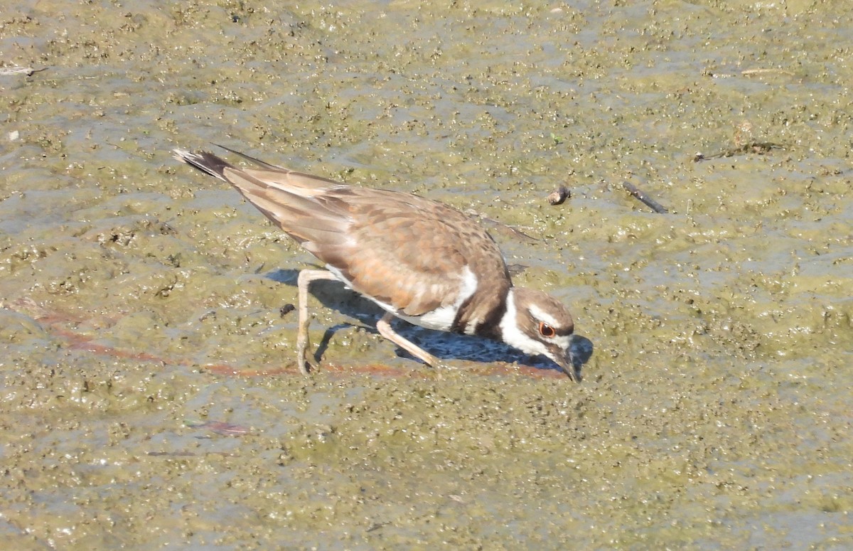 Killdeer - ML638794392
