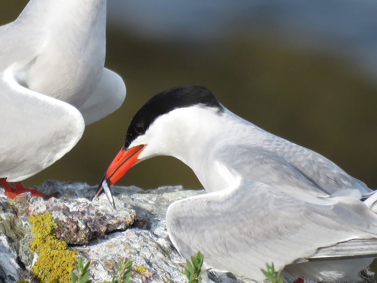 Common Tern - ML638794394
