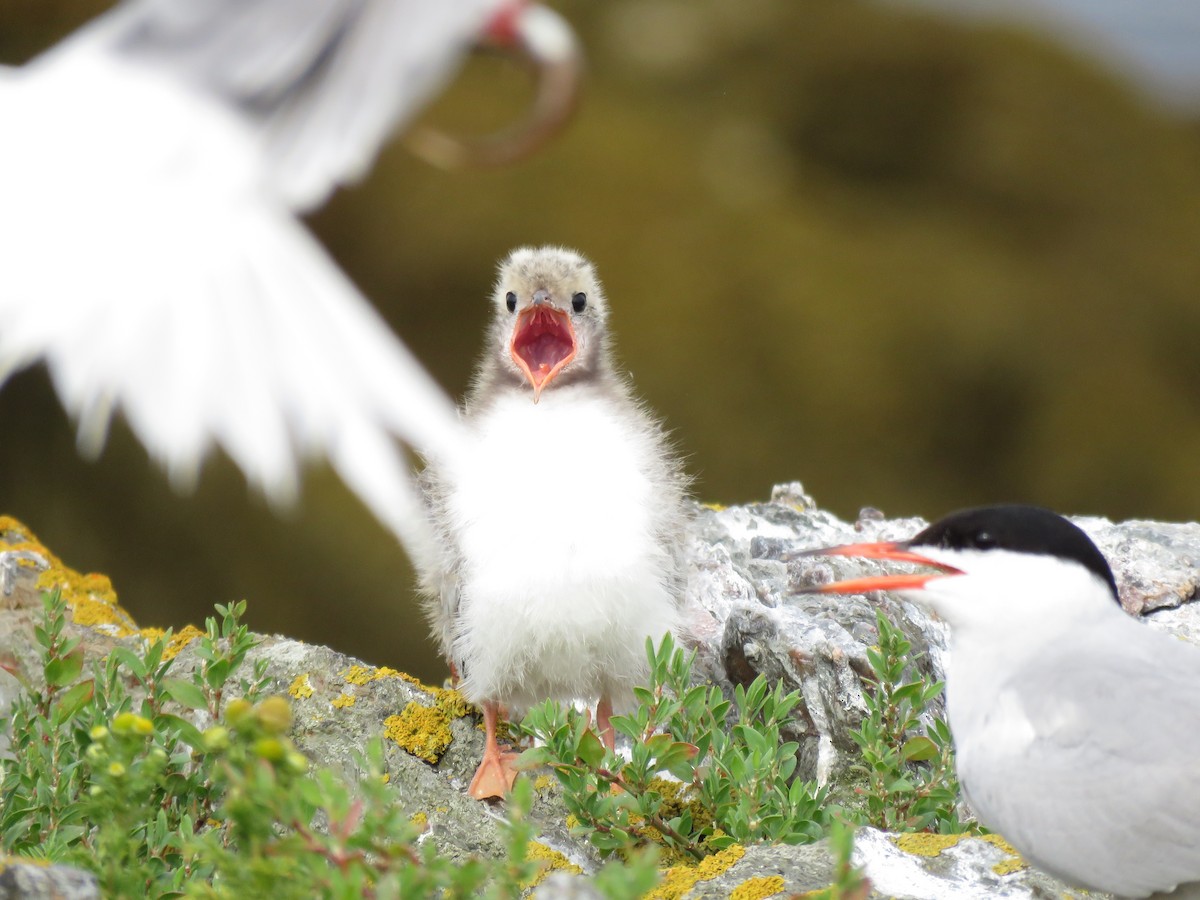 Common Tern - ML638794395