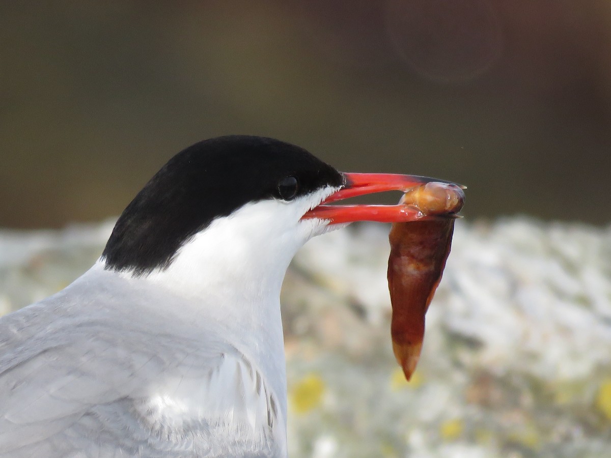 Common Tern - ML638794396