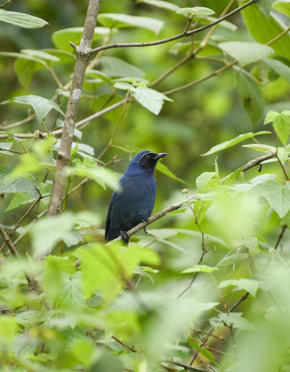 Black-throated Jay - ML638794397