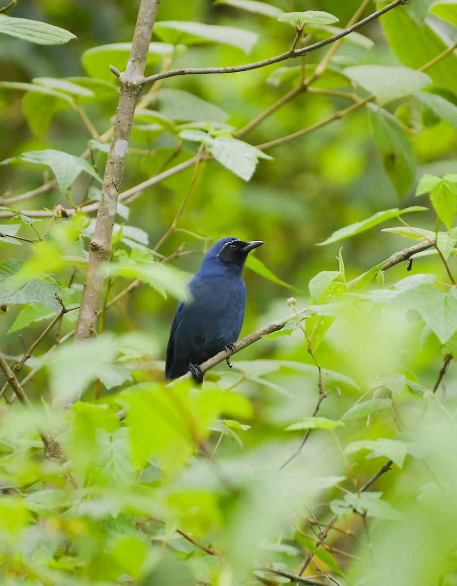 mayaskrike - ML638794399