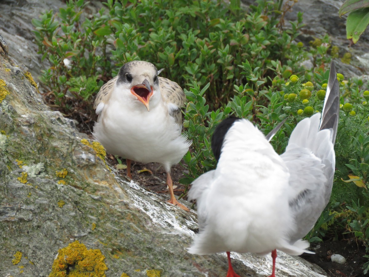 Common Tern - ML638794400