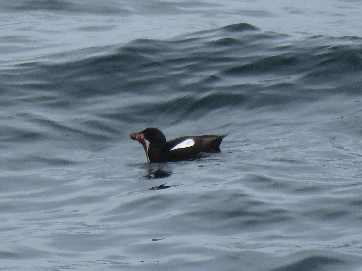 Black Guillemot - ML638794408