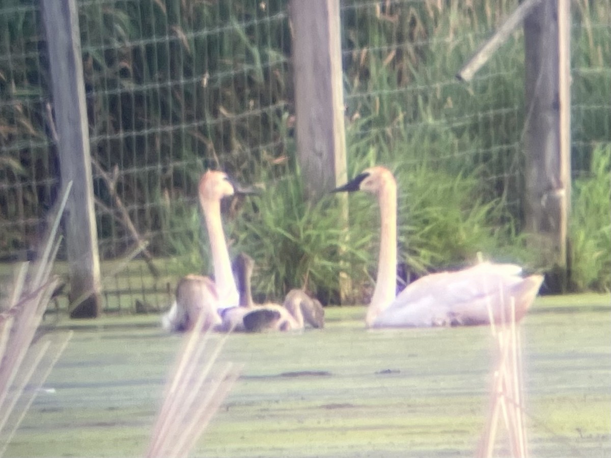 Trumpeter Swan - ML638794437