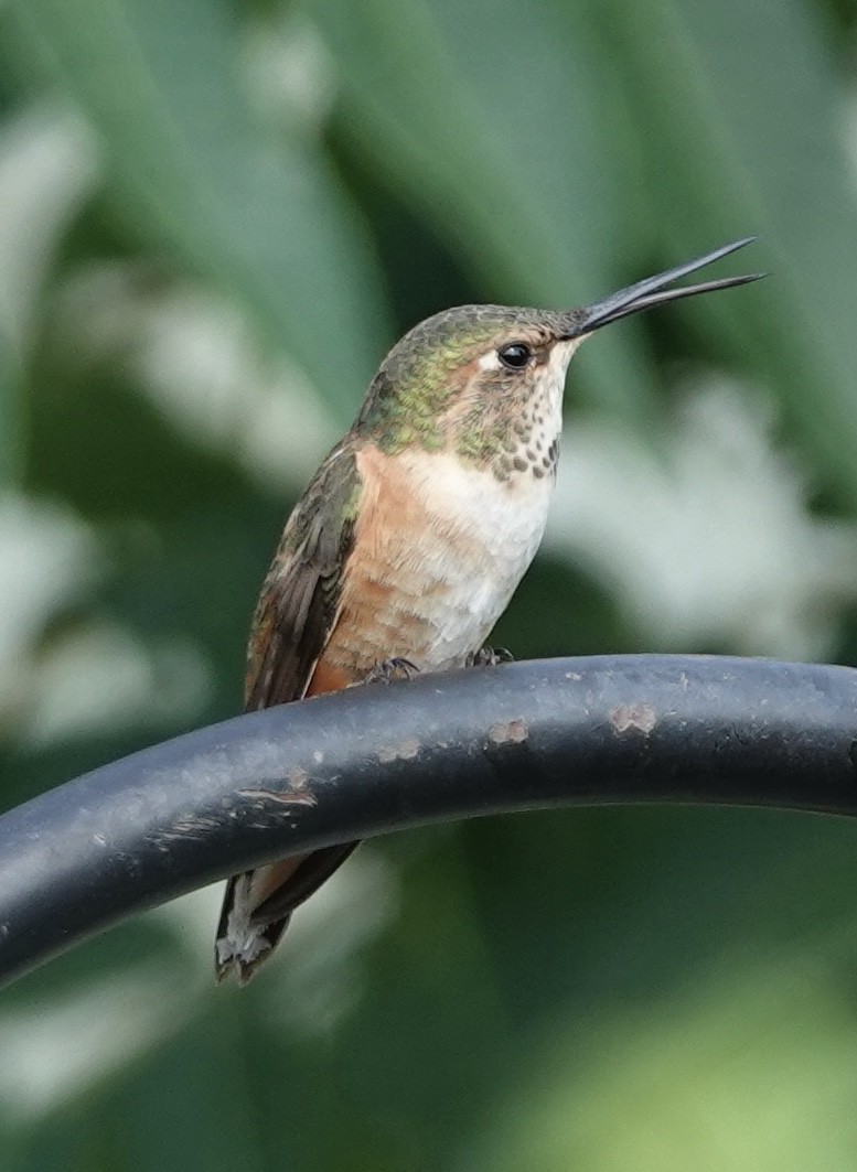 Rufous Hummingbird - ML638794445
