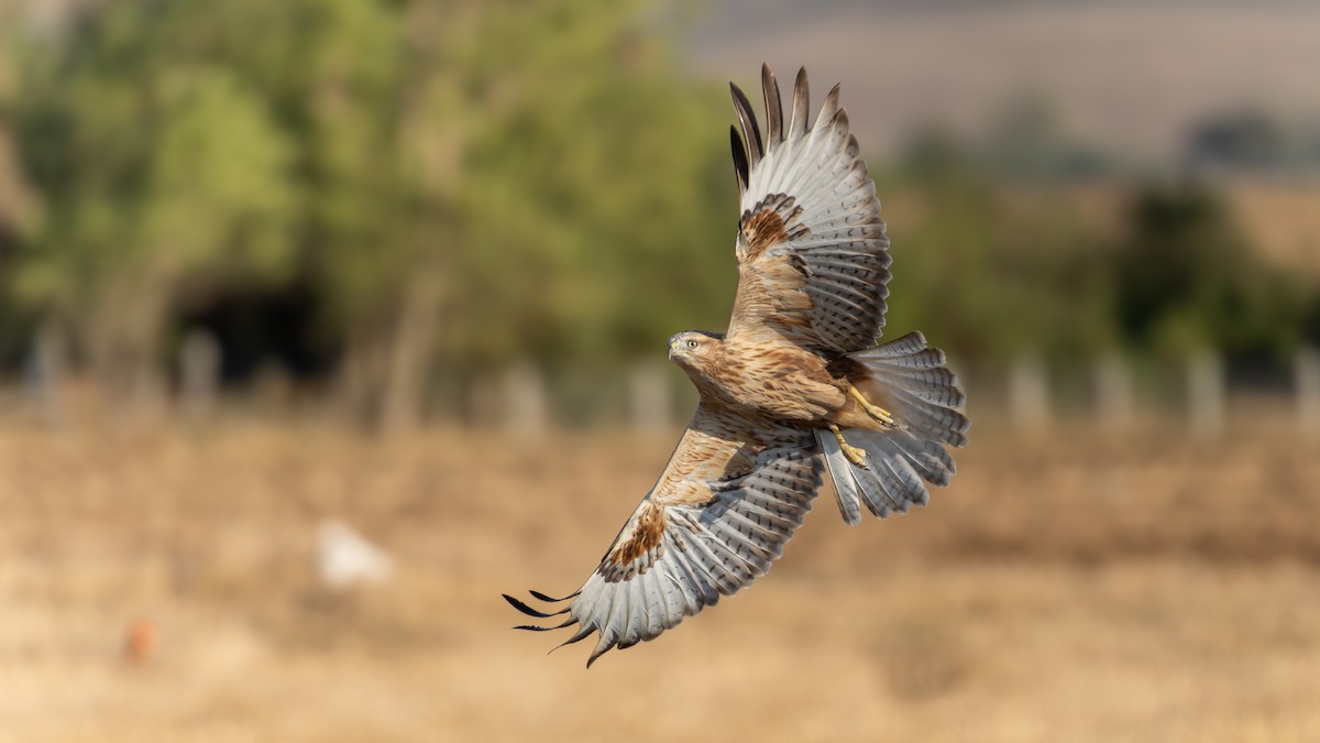 Adlerbussard - ML638794461