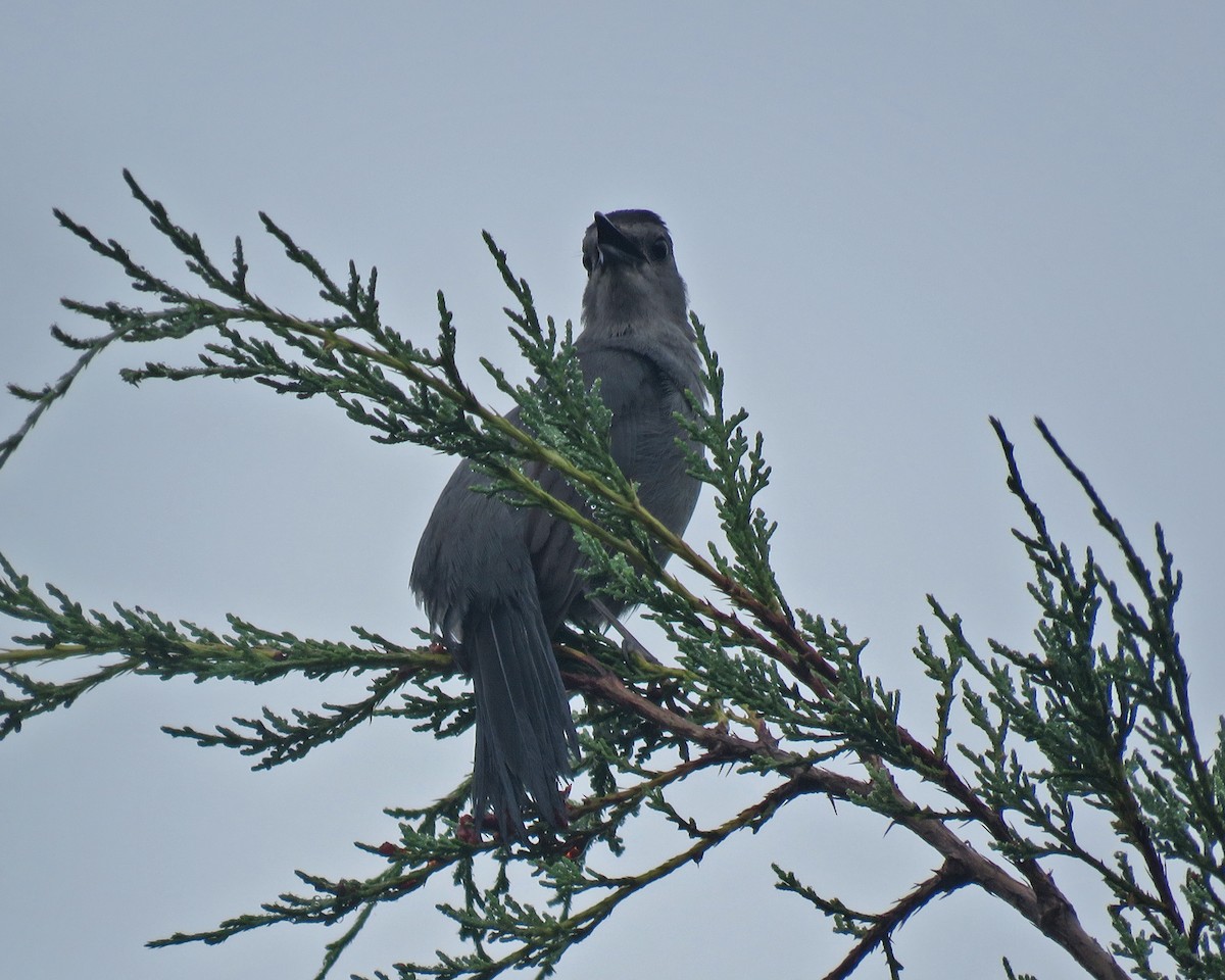 Katzenspottdrossel - ML638794468