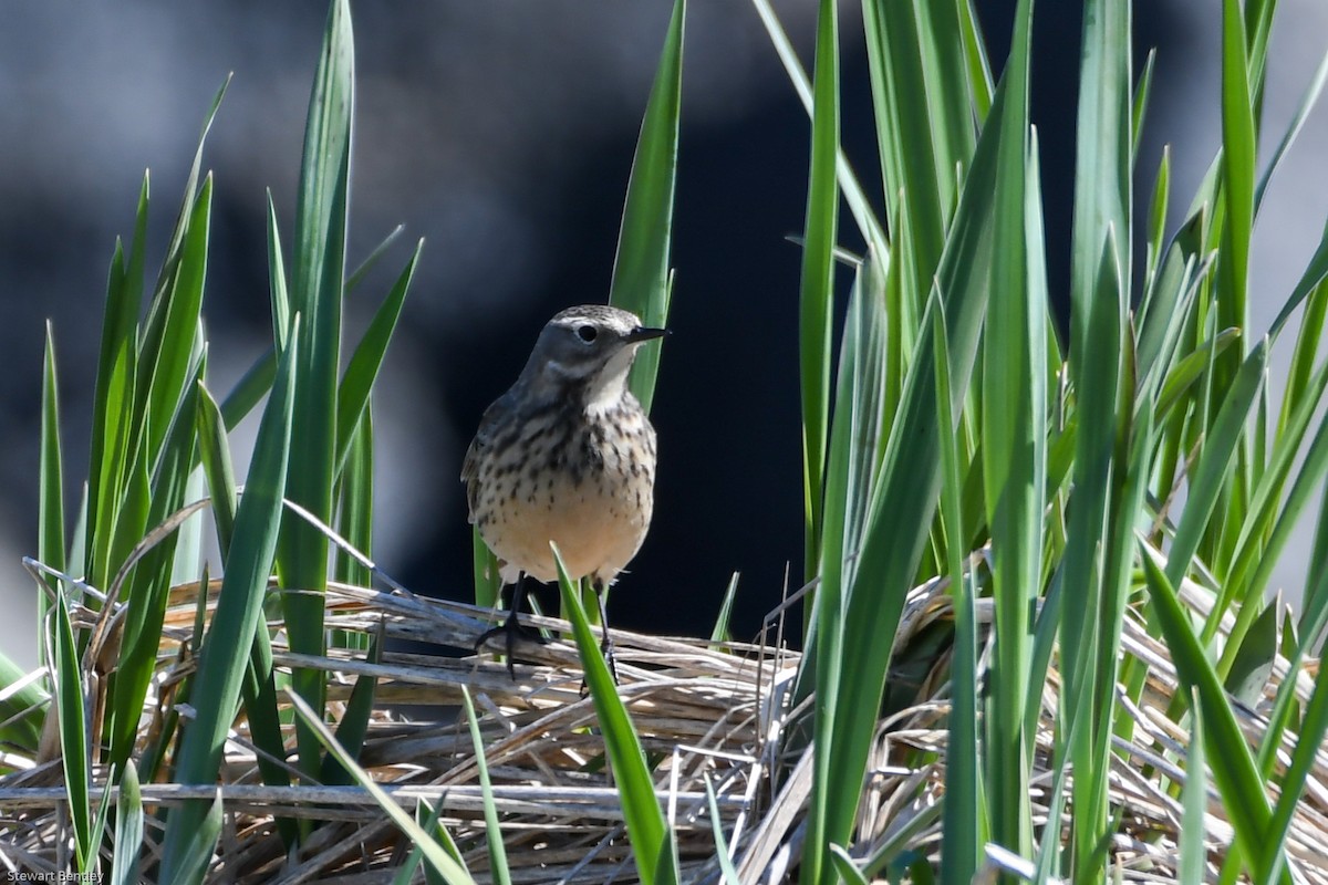 American Pipit - ML638794473