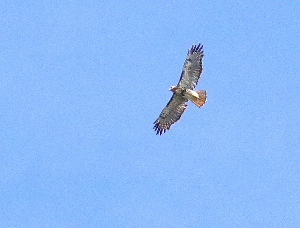 Rotschwanzbussard - ML638794491