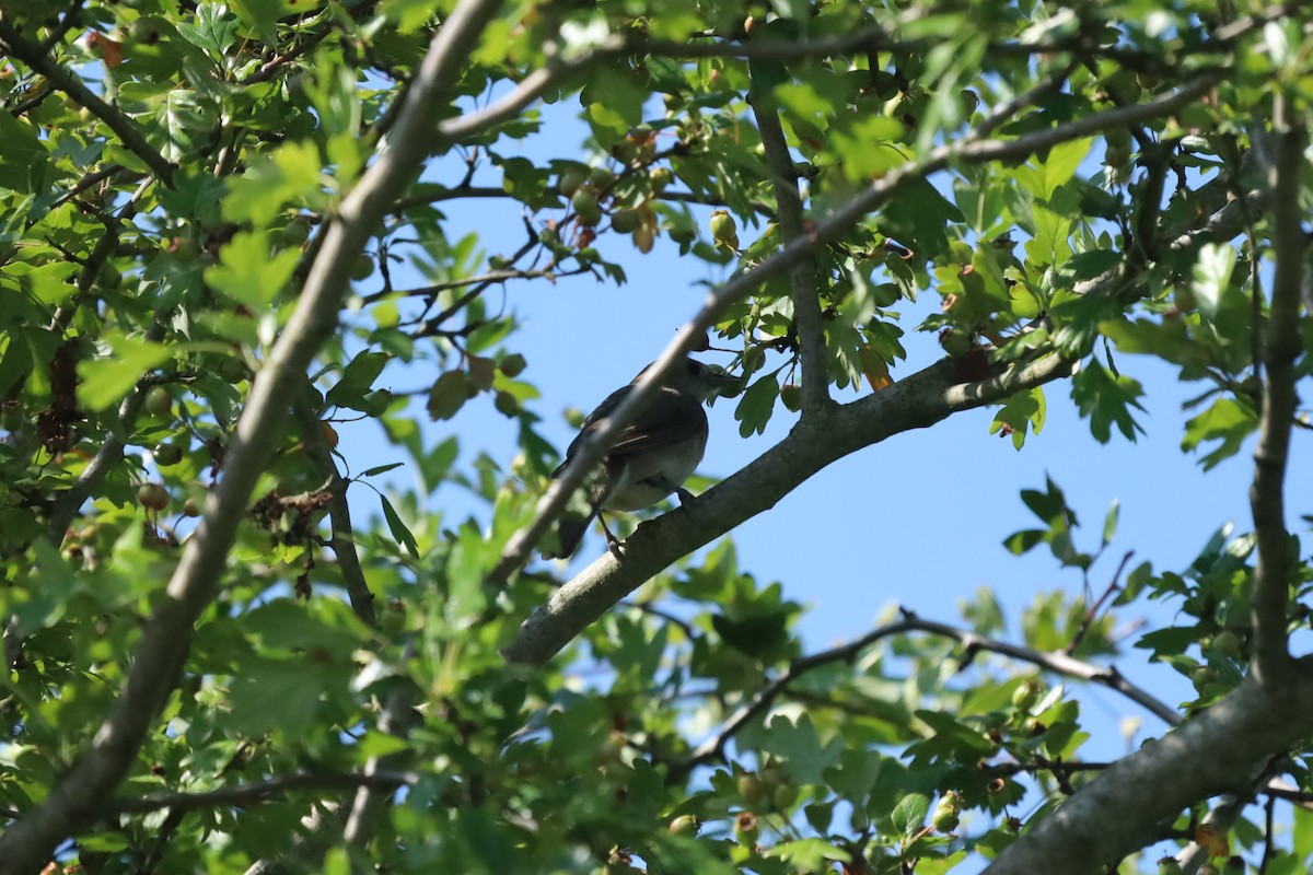 Garden Warbler - ML638794508