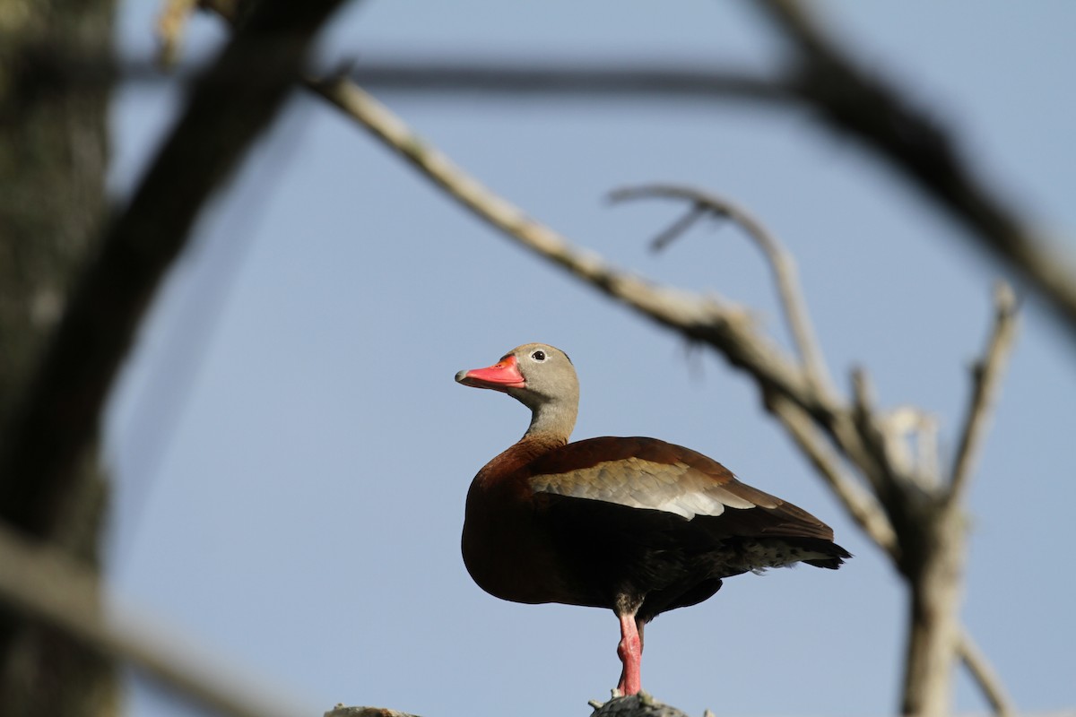 Black-bellied Whistling-Duck - ML638794559