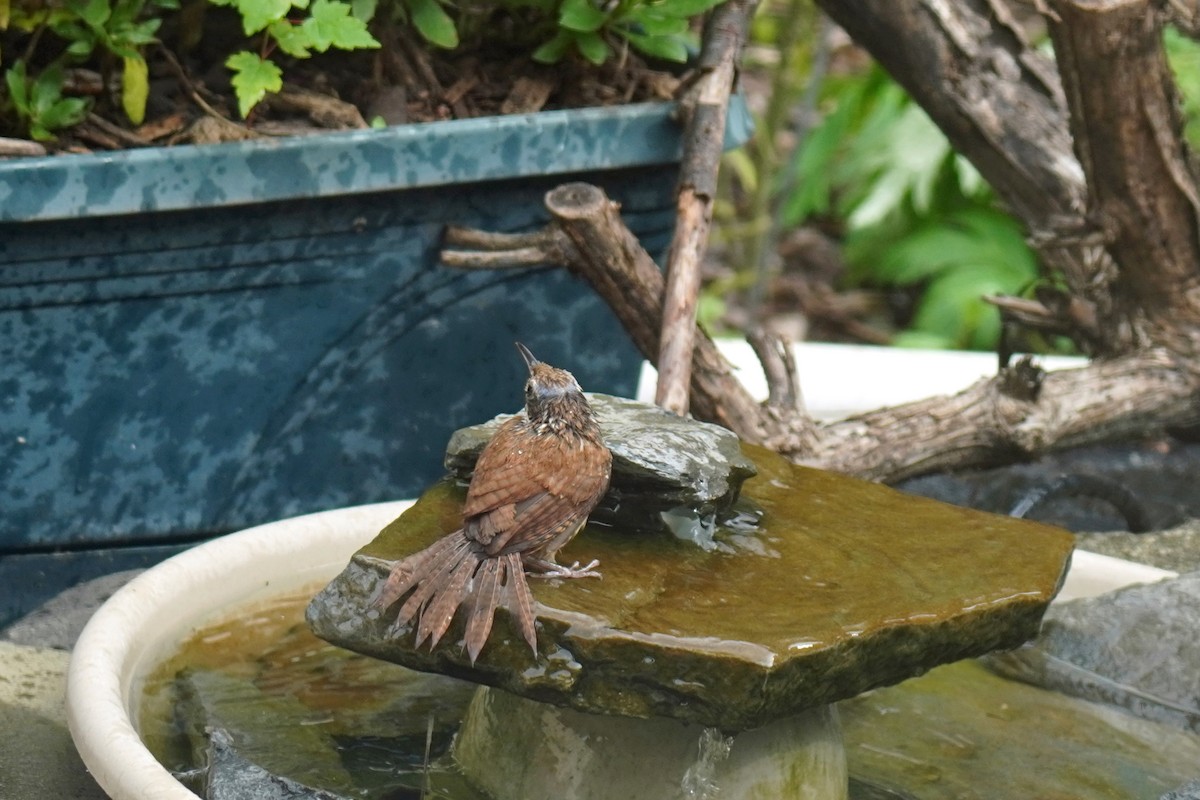 Carolina Wren - ML638794573