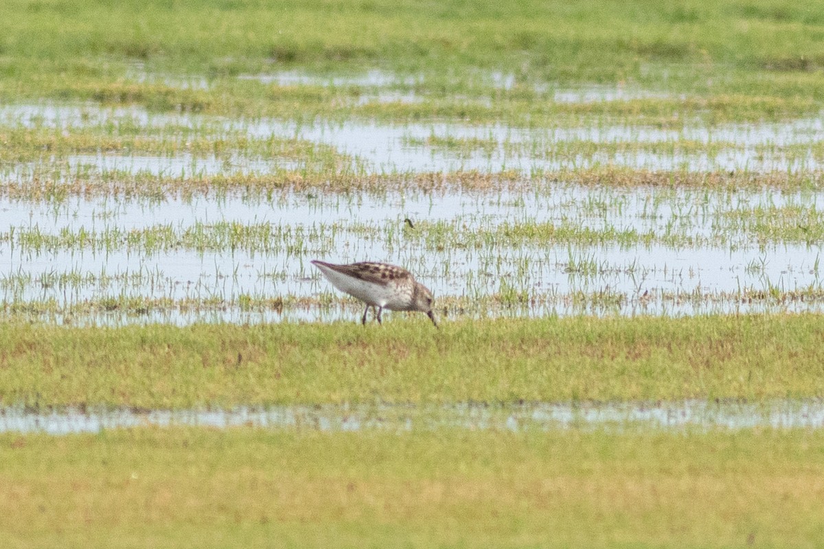 Western Sandpiper - ML638794601