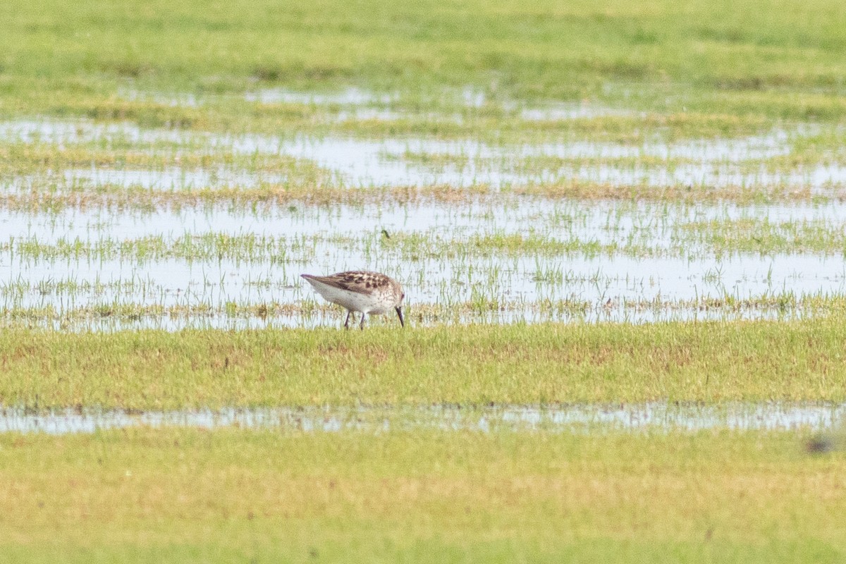 Western Sandpiper - ML638794604