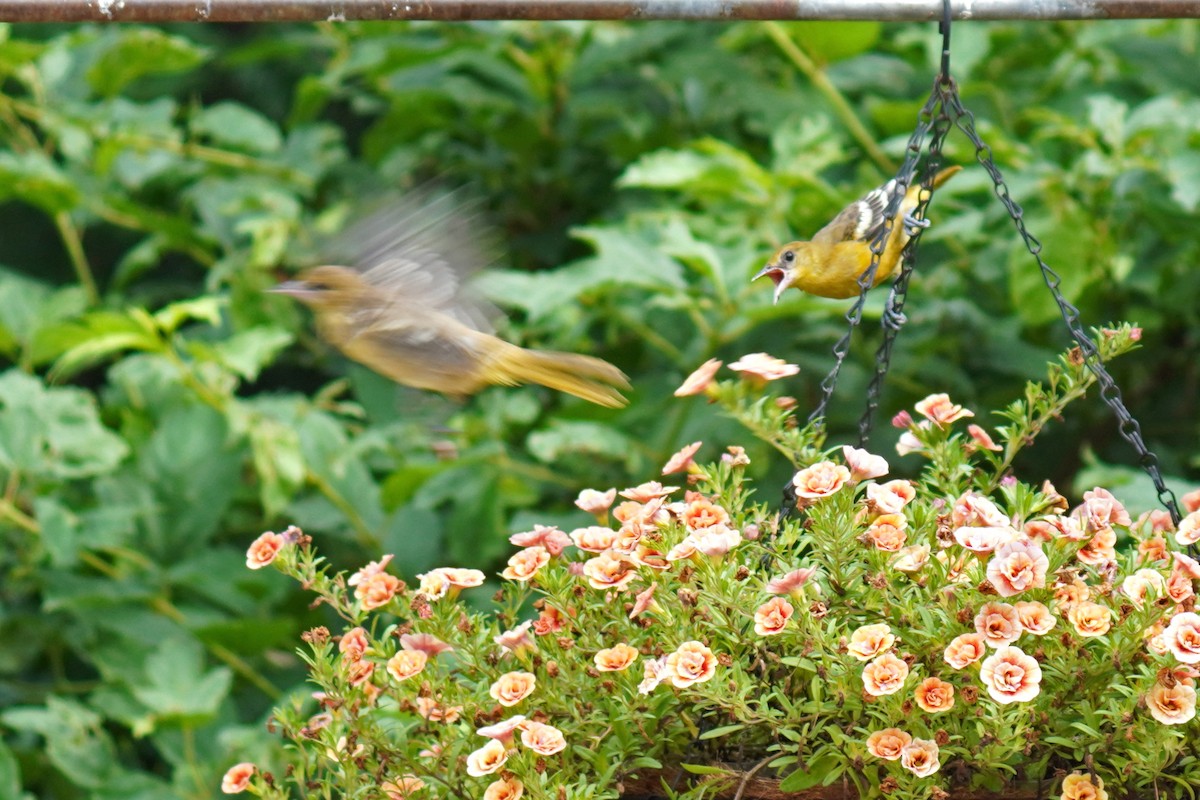 Baltimore Oriole - ML638794626