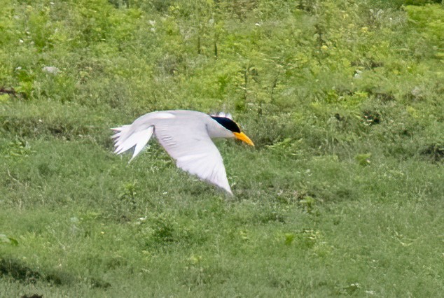 River Tern - ML638794639