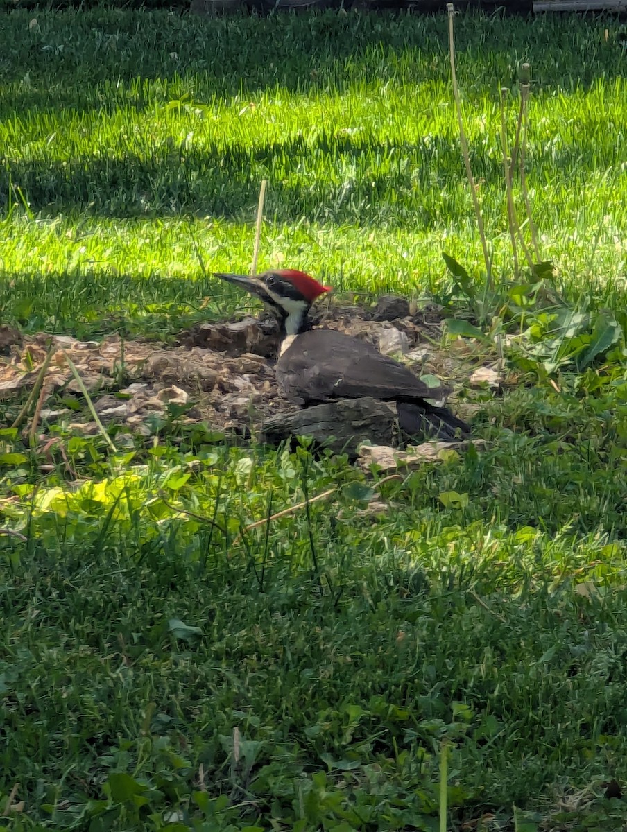Pileated Woodpecker - ML638794698