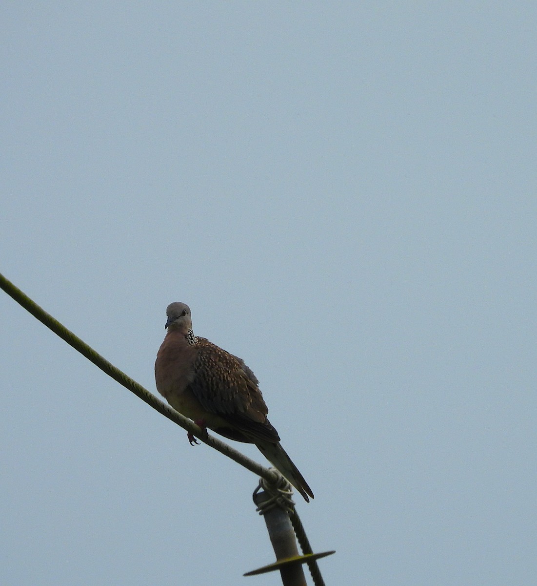 Spotted Dove - ML638794703