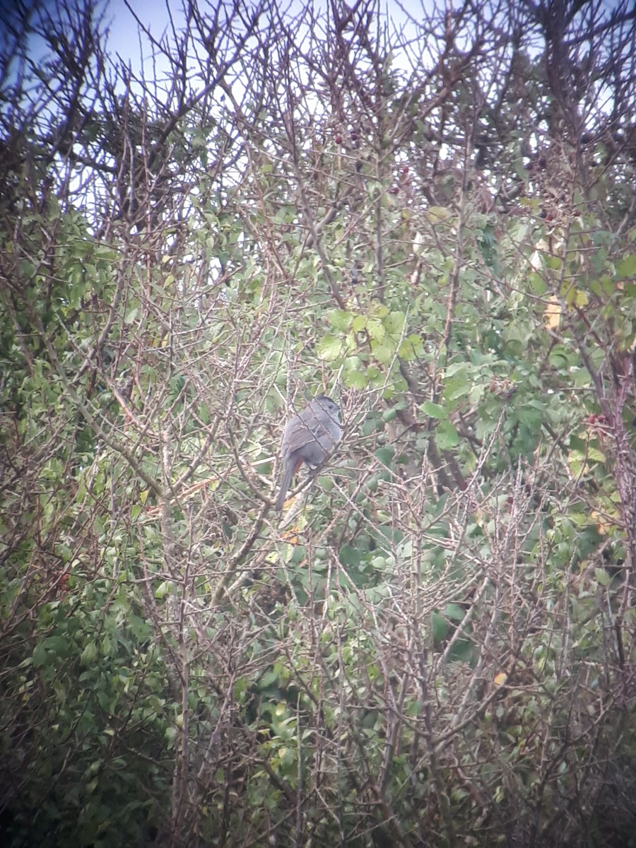 Gray Catbird - ML638794714