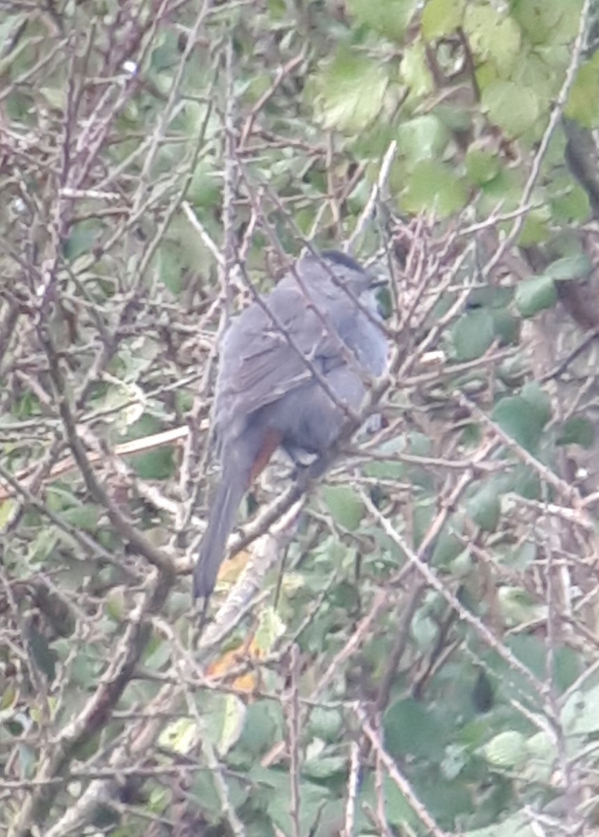 Gray Catbird - ML638794717