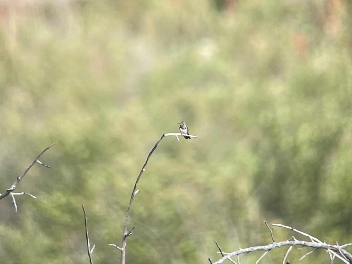 Calliope Hummingbird - ML638794718