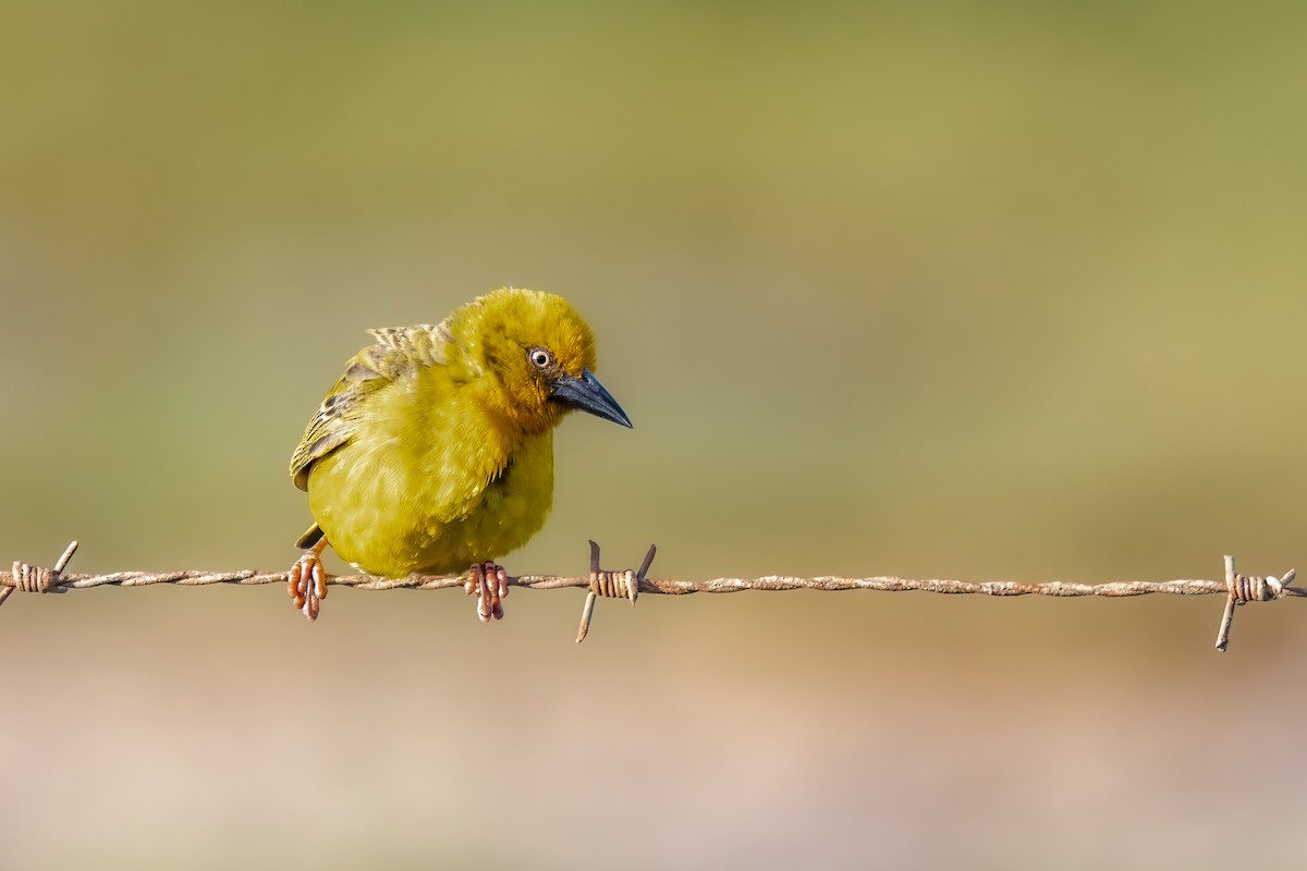 Cape Weaver - ML638794721