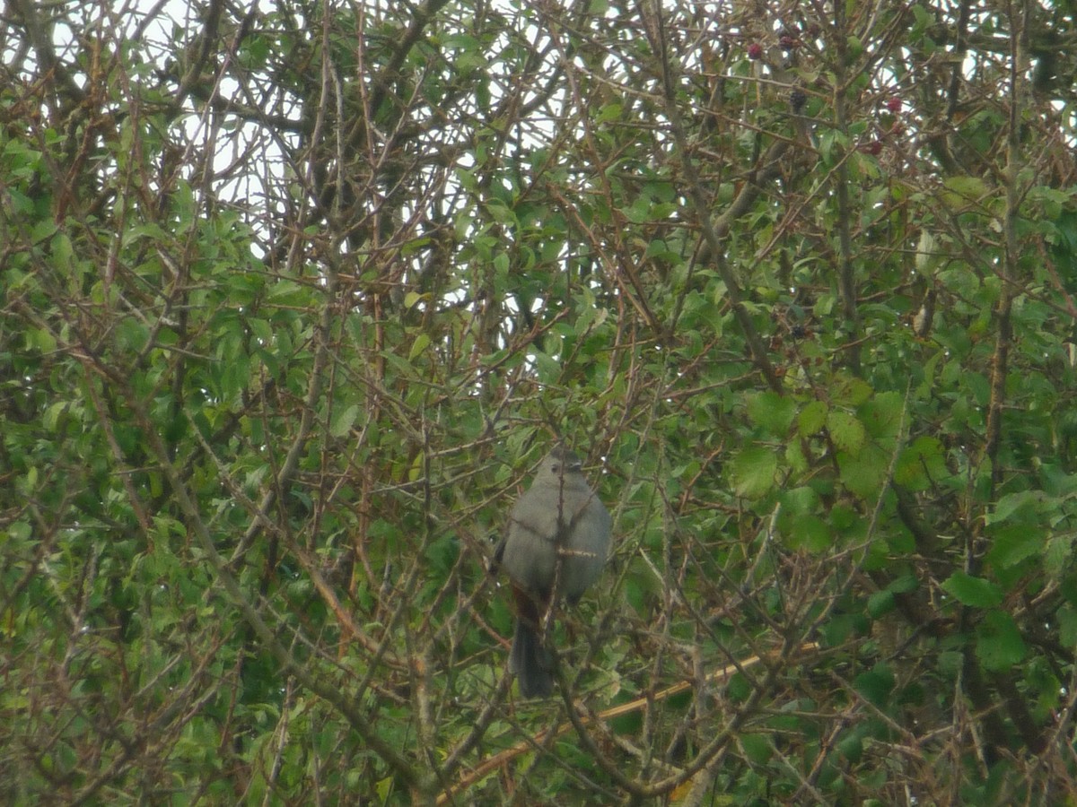 Gray Catbird - ML638794722