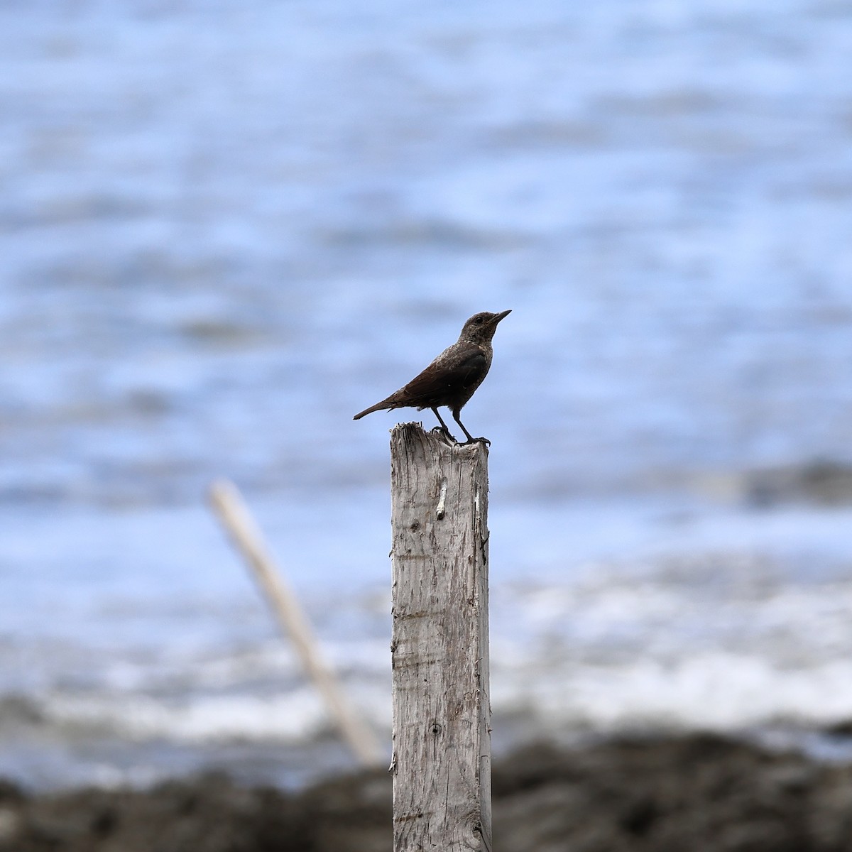 Blue Rock-Thrush - ML638794724