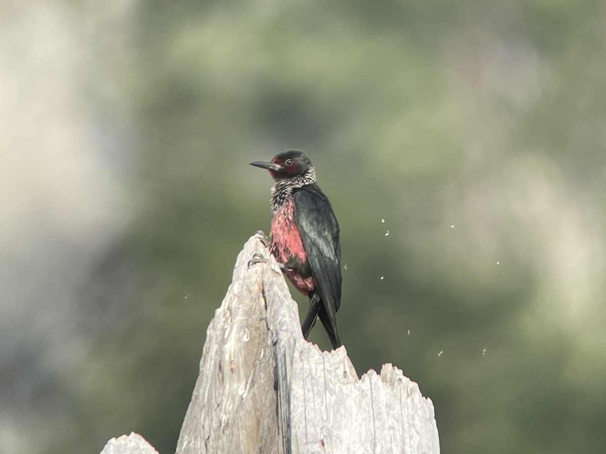 Lewis's Woodpecker - ML638794730