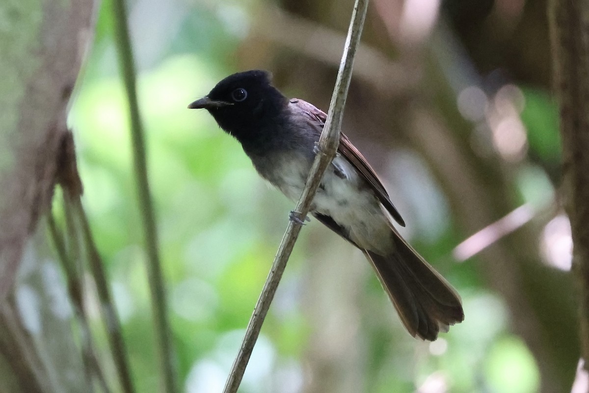 japanparadismonark (periophthalmica) - ML638794738