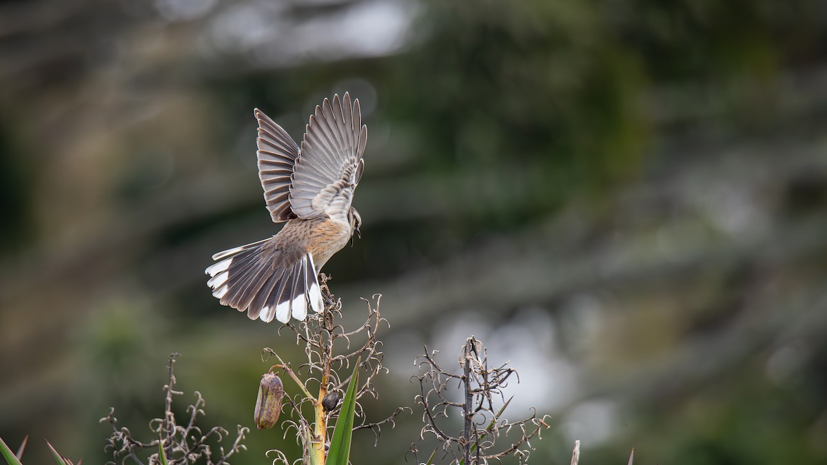 langbrynspottefugl - ML638794752