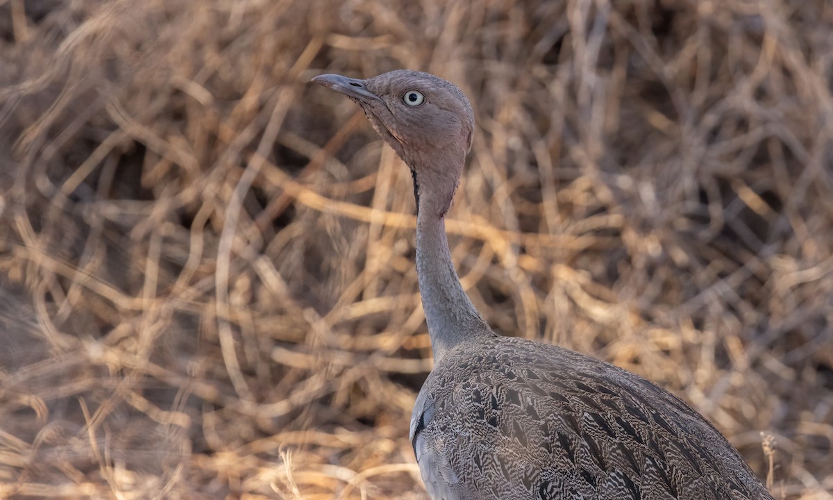 Buff-crested Bustard - ML638794762