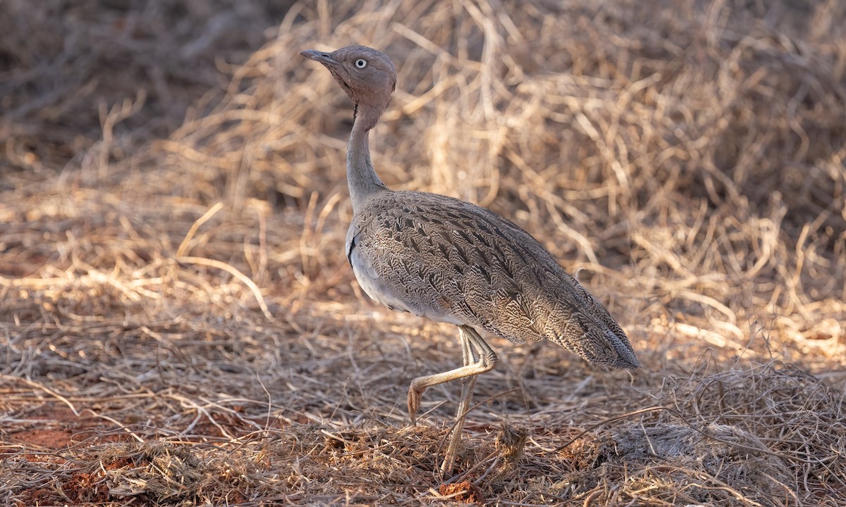 Buff-crested Bustard - ML638794763