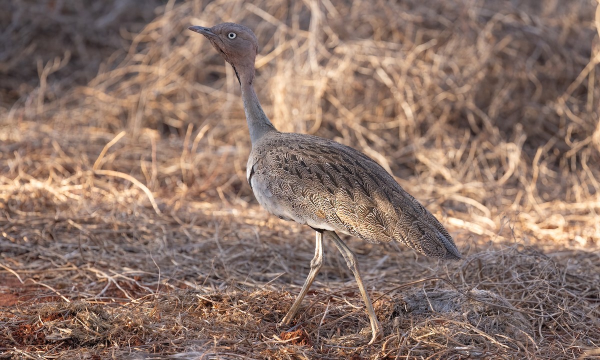 Buff-crested Bustard - ML638794764