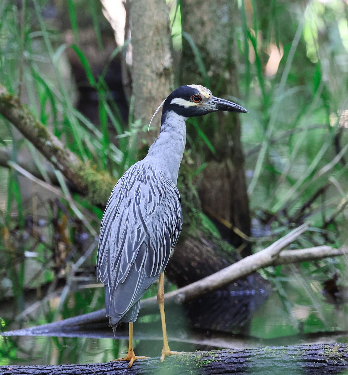 Yellow-crowned Night Heron - Jeremy Pete