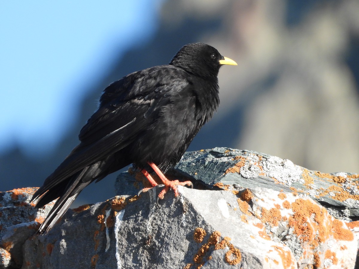Yellow-billed Chough - ML638794793