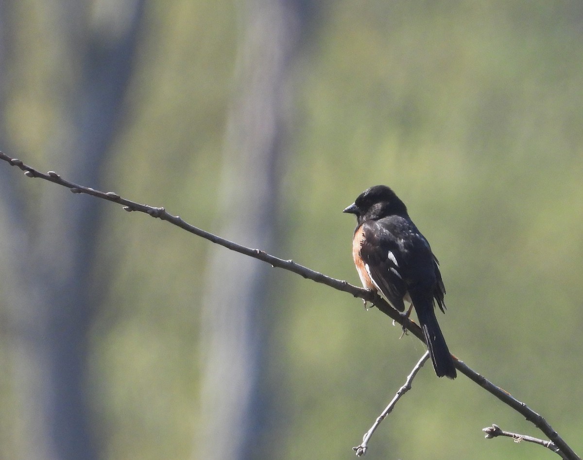 Eastern Towhee - ML638794801