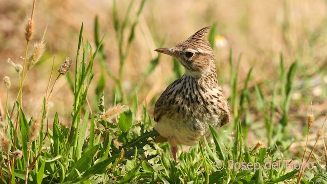 Thekla's Lark - ML638794804