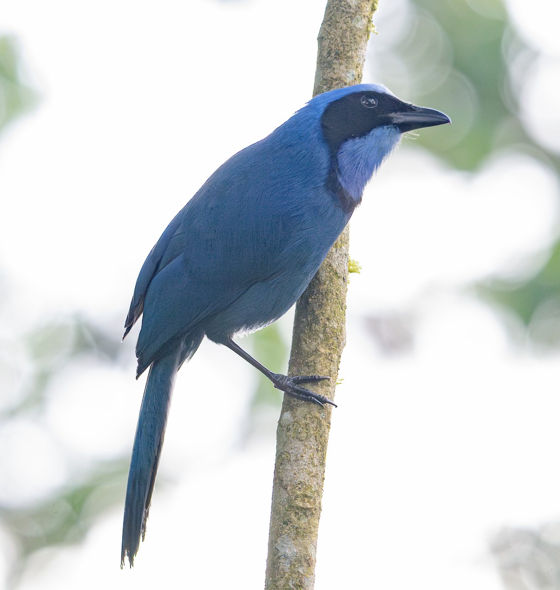 Turquoise Jay - ML638794805