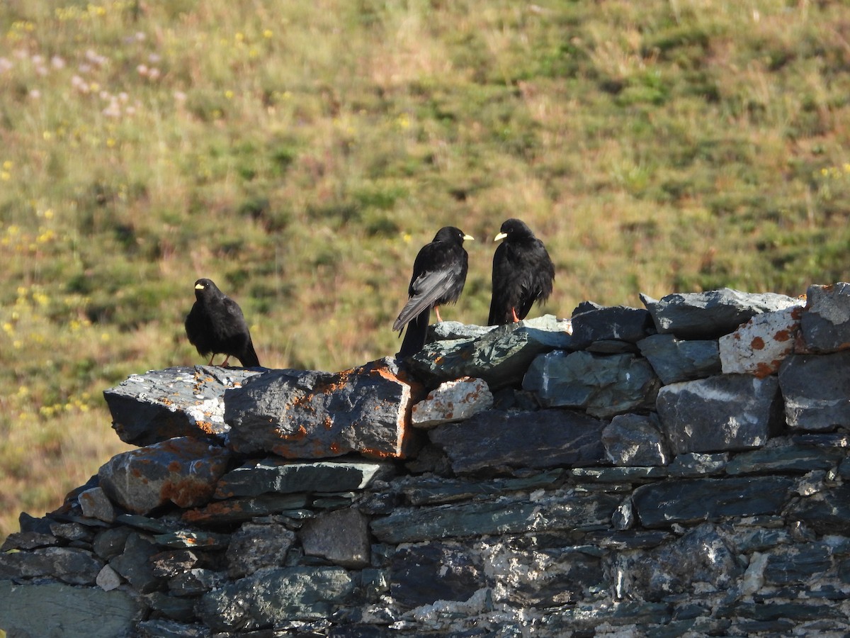 Yellow-billed Chough - ML638794807